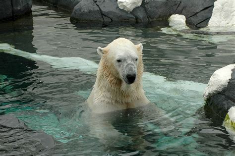 Polar Bear San Diego Zoo · Free photo on Pixabay