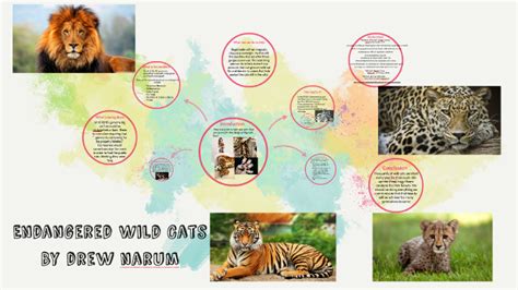 Endangered Wild Cats by