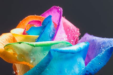 distings: Rainbow Roses