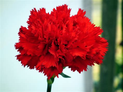 Carnation Flowers « Wallpaper Tadka