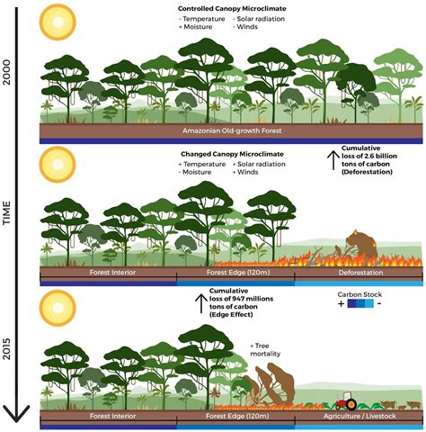 Deforestation's unexpected side effect on climate change