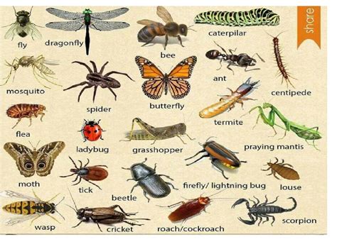 Topic: Insects | Cambly Content