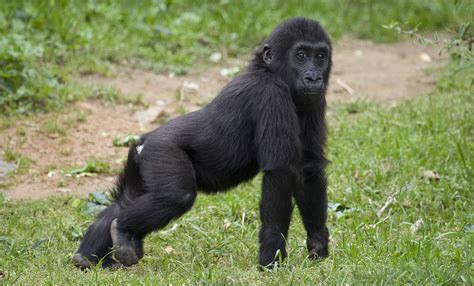 Western Lowland Gorilla fun facts - Interesting! - Primates Park