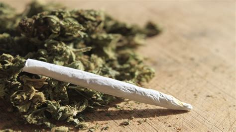 Case for Decriminalising Cannabis Use in India – Vidhi Centre for Legal Policy