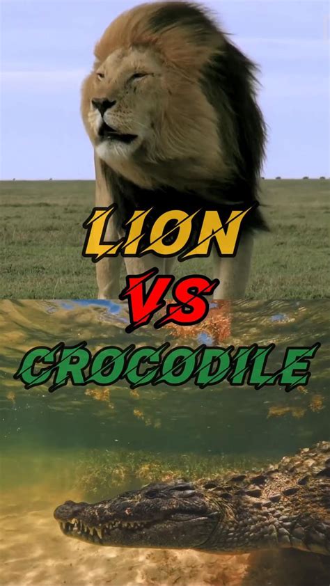 Lion vs Crocodile | Cats and kittens, Animals wild, Animals and pets