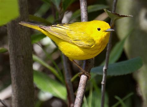 Yellow Warbler | San Diego Bird Spot