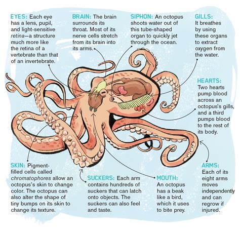 Octopuses: Characteristics, habitats, reproduction and more