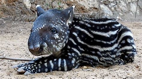 Baby Tapir GIFs - Find & Share on GIPHY