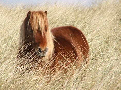 The Top Five Pony Breeds