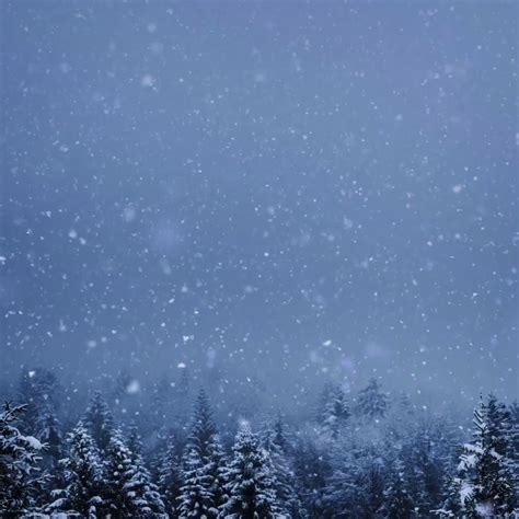 Winter Forest 1080x1080 Wallpapers - Wallpaper Cave