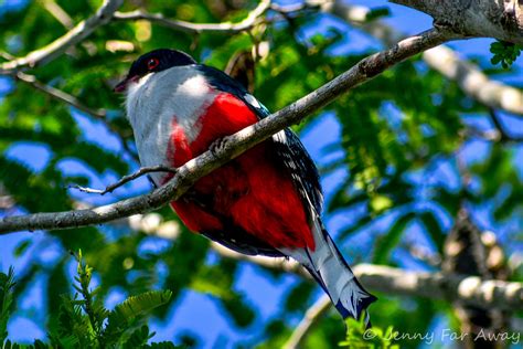 Tocororo: How Finding Cuba's National Bird Allowed Me to Leave - Jenny Far Away