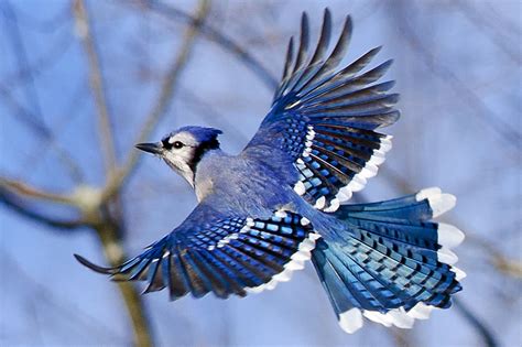 Blue Jay in Flight | Blue jay, Blue jay bird, Pet birds