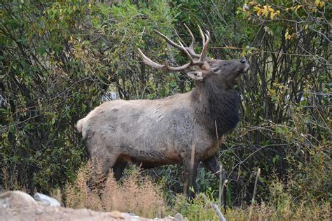 Free stock photo of elk, Estes Park, wildlife