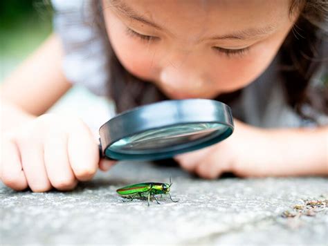 What’s the Difference Between Bugs and Insects? | Word Genius