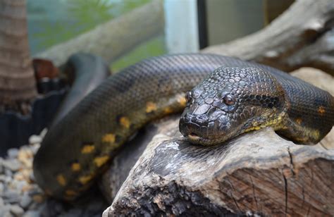 18 Astounding Facts About Green Anaconda - Facts.net