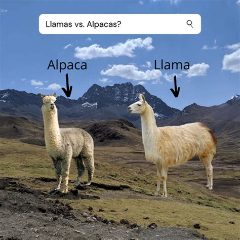 10 Differences Between Llamas and Alpacas – Campo Alpaca