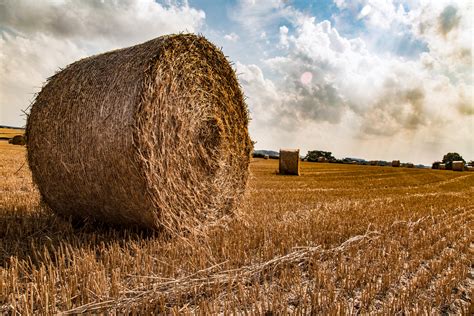 Straw Bales Free Stock Photo - Public Domain Pictures