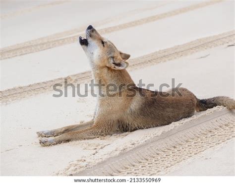 131 Dingo Howl Images, Stock Photos, 3D objects, & Vectors | Shutterstock