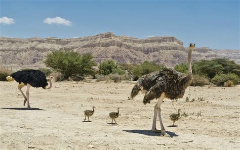 Ostrich - Fascinating Africa