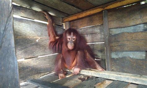 Caged for 7 years. Young orangutan kept as a pet is finally offered a ...