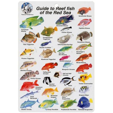 Red Sea Reef Fish Guide - 17