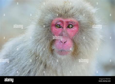 Snow monkey. Winter season. The Japanese macaque ( Scientific name: Macaca fuscata), also known ...