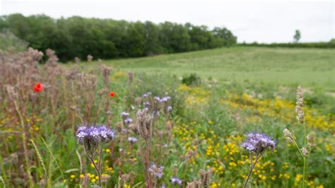 Nature-friendly farming | National Trust