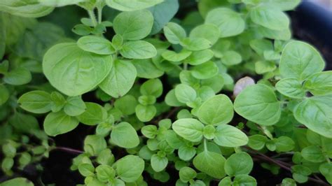 Marjoram (Sweet) | University of Maryland Extension