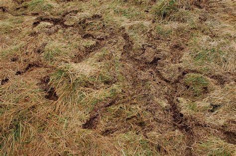 Dealing With Voles, Vole Damage in Lawns - Lawnstarter