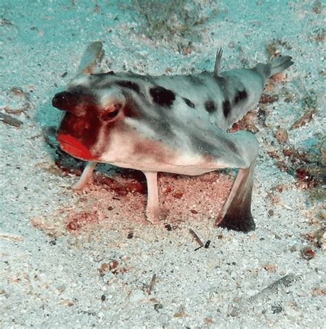 Red-lipped Batfish Facts and its Remarkable Adaptations - Odd Facts