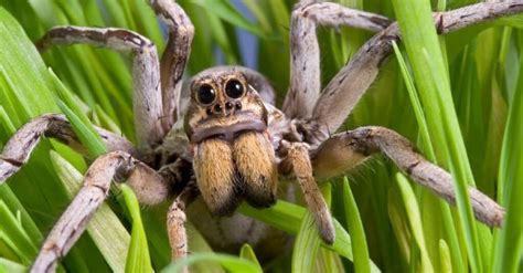 Wolf Spider vs Tarantula: What Are the Differences? - A-Z Animals