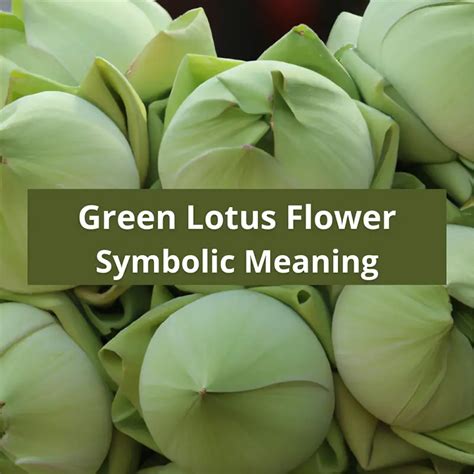 Green Lotus Flower Symbolic Meaning and Symbolism