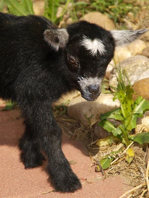 Baby Black Pygmy Goat stock image. Image of outdoors, animal - 9512963