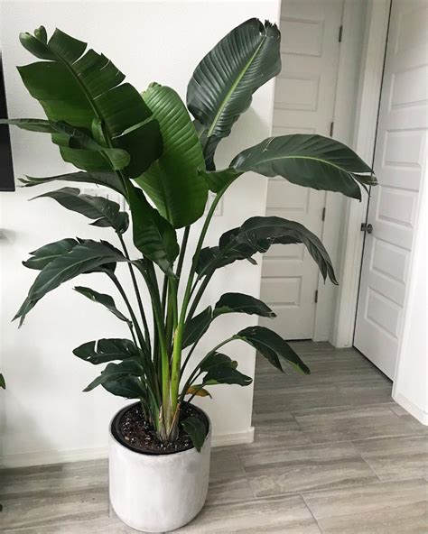 80" x 30" Artificial Banana Tree In Pot White - Project 62™ | Potted trees, Plants, Banana tree