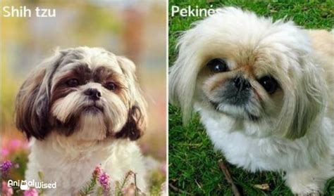 Differences Between the Pekingese and Shih Tzu