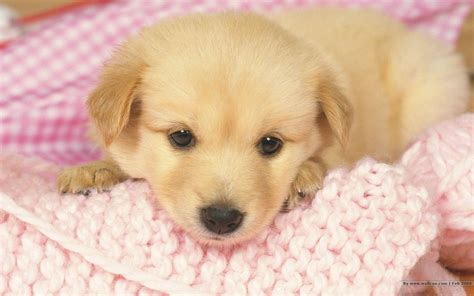 Puppy Wallpapers Free - Wallpaper Cave