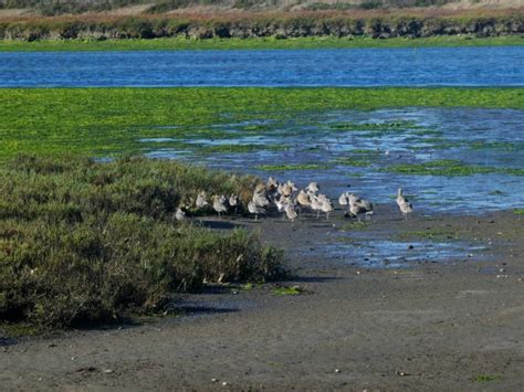 Birds At Wetlands Free Stock Photo - Public Domain Pictures