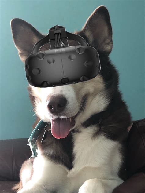 dog vr : r/VR_memes