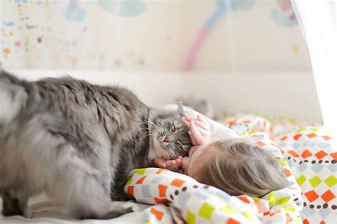 5 Best Cat Breeds For Kids - Wise Kitten