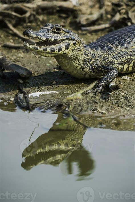 Broad snouted caiman,Caiman latirostris baby, Pantanal, Mato Grosso ...