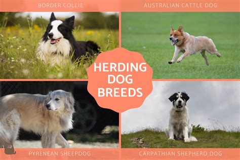 Types Of Sheepdog Breeds