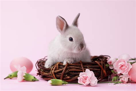 Easter bunny with flowers on pink background Photograph by Dmytro Kobeza