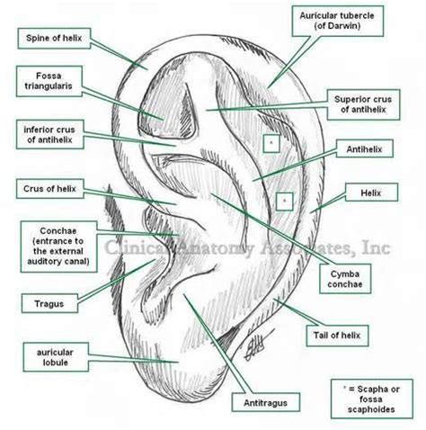 Definitions of pinna: Synonyms, Antonyms and Pronunciation | English words, Definitions, Antonyms