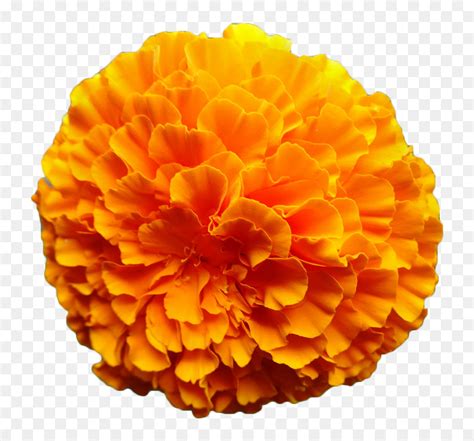 Mexican Marigold Flower Calendula Officinalis Orange - Orange Marigold Flower Png, Transparent ...