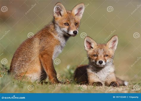 Red Fox Family Royalty Free Stock Images - Image: 19715349