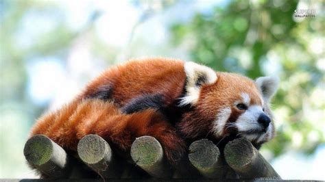 Baby Red Panda Wallpapers - Top Free Baby Red Panda Backgrounds - WallpaperAccess