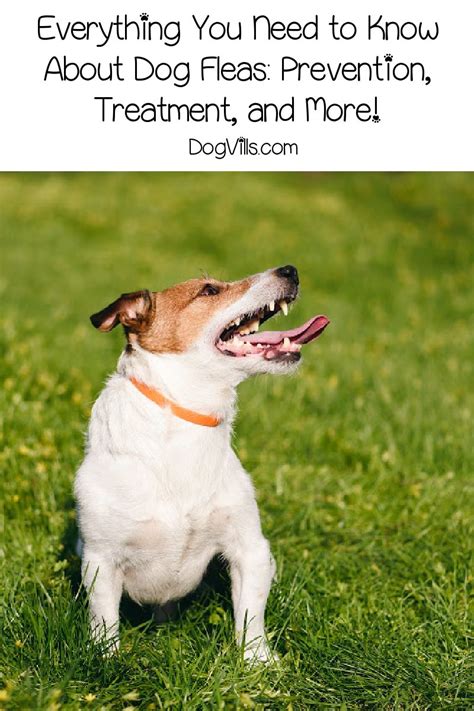 Everything You Need to Know About Dog Fleas: Prevention, Treatment, and More! - DogVills