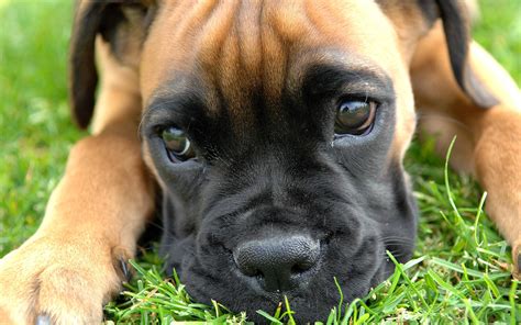 Boxer Dog Wallpapers - Wallpaper Cave