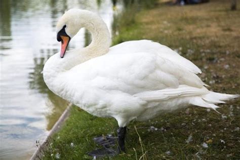 Mute Swan | The Animal Facts | Appearance, Behavior, Habitat, Diet