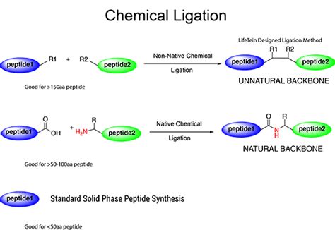 Peptide synthesis: long peptide synthesis